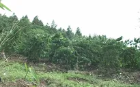 Vì sao đồng bào thiểu số Khánh Hòa phải bán sớm keo non?